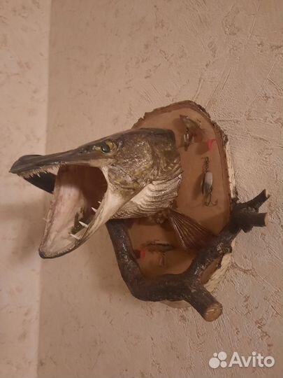 Чучело рыбы