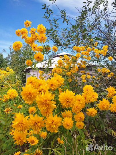 Многолетники садовые