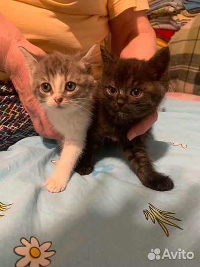 Котята в добрые руки бесплатно