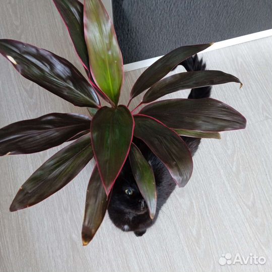 Кордилина танго/ и поменьше /есть доставка
