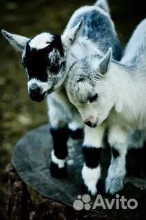 Продаются козлята