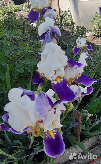 Ирисы бородатые