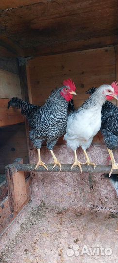 Молодые петухи
