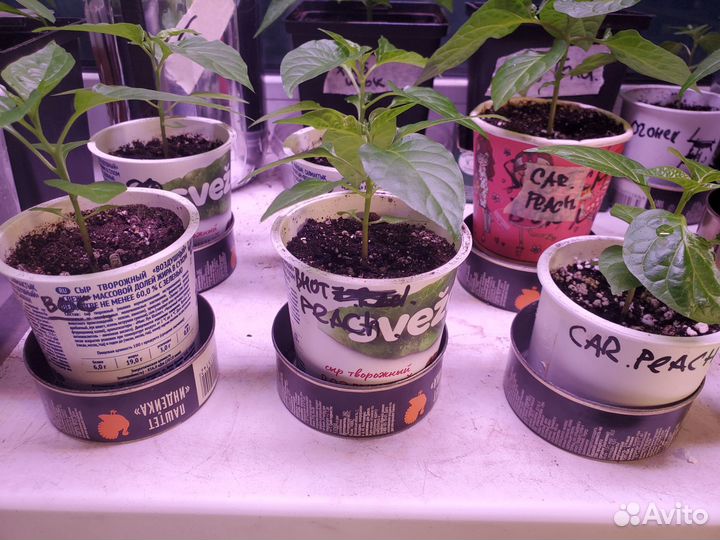 Рассада перца