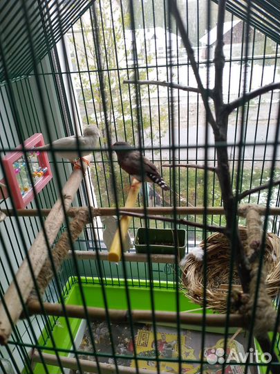 Зебрывые амадины