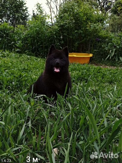 Шипперки щенки чемпионов