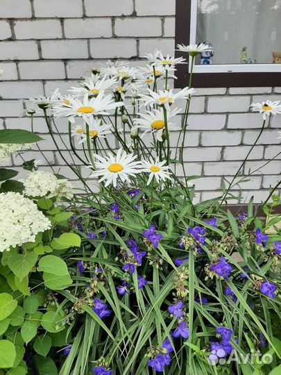 Традесканция, Ромашки