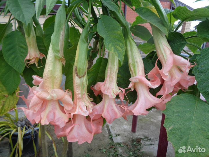 Бругмансии махровые