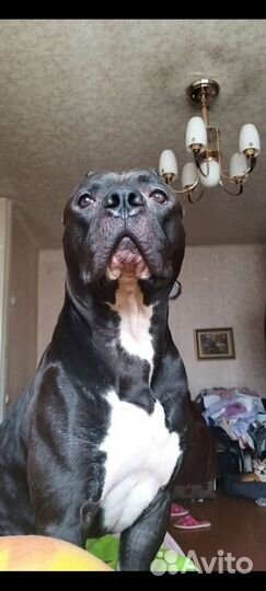 Питбуль, вязка