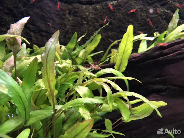 Криптокорина Вендта, Креветки Чери