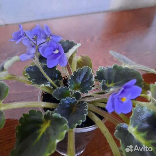 Домашние цветы