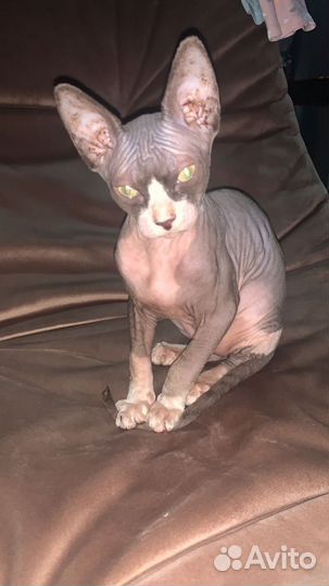 Канадский сфинкс