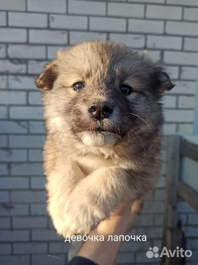 Кутята от хаски