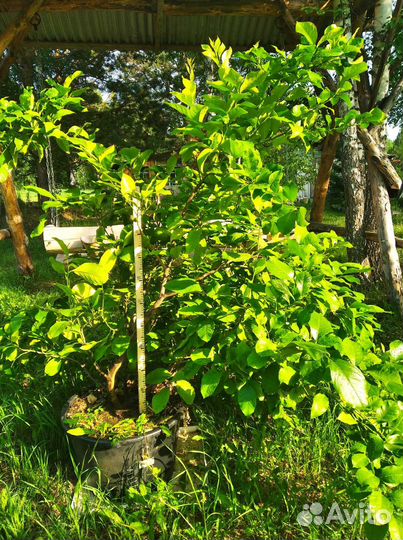 Павловский лимон 17 лет