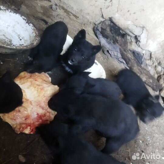 Щенки пастушки чисто кровные. Породистые