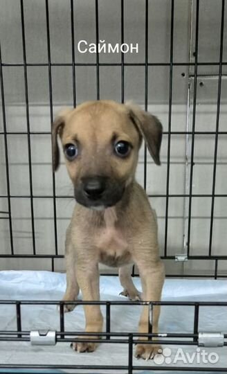 Щенки в добрые руки