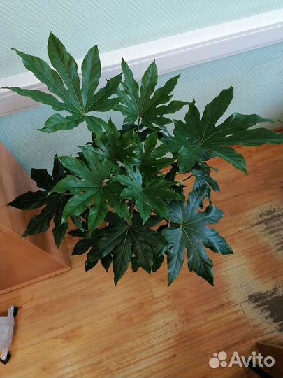 Японская Фатсия (пальма) 1 метр без горшка
