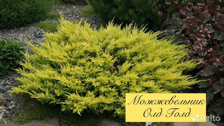 Можжевельник