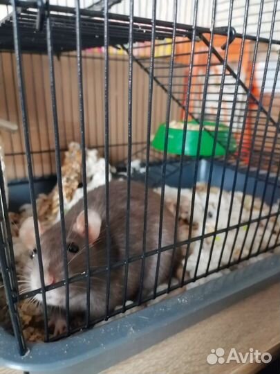Продам крысу с клеткой и кормом