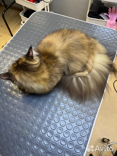 Талнах. Стрижка собак и кошек бесплатно