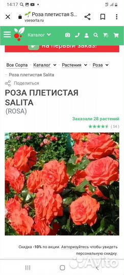 Роза плетистая немецкая Салита