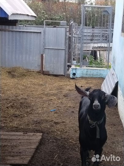 Англо нубийский козел