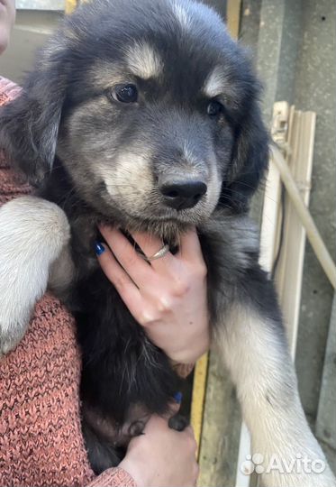 Щенки в добрые руки