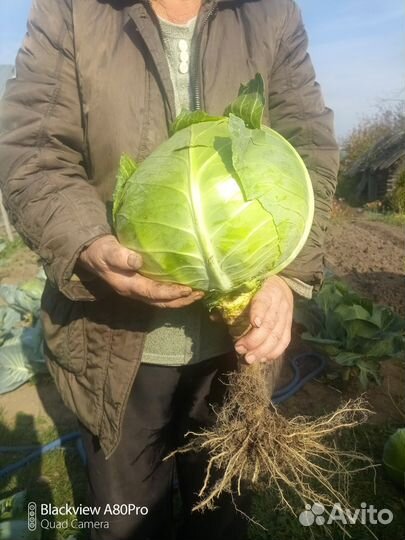 Рассада капусты