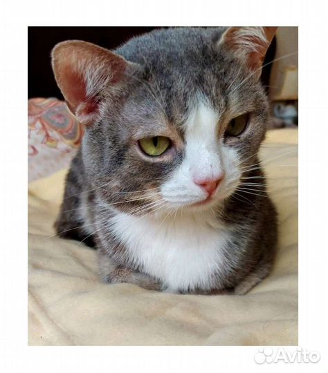 Котики бесплатно в добрые руки