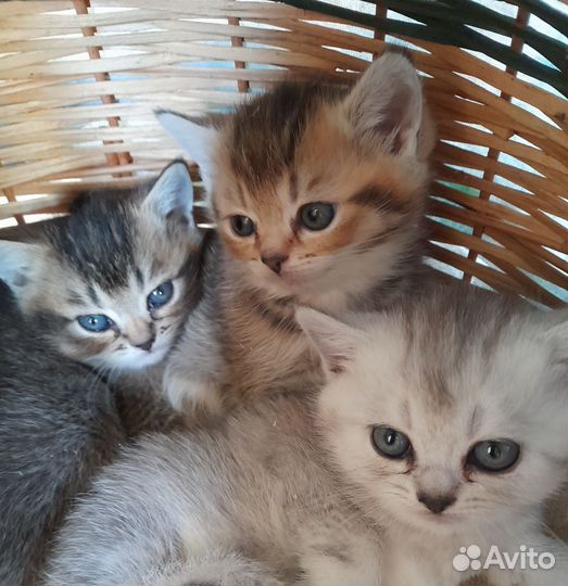 Котята британцы