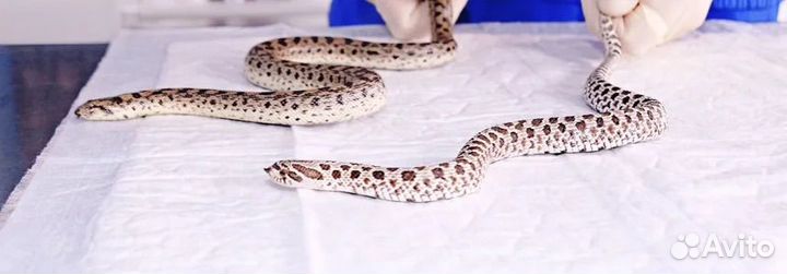 Герпетолог - осмотр лечение онлайн консультация