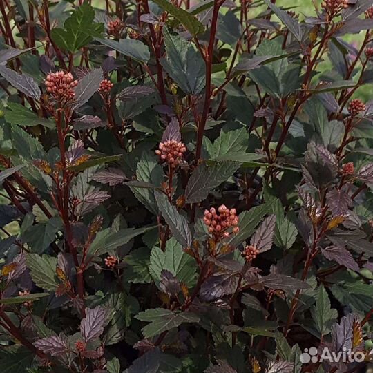 Спирея,дерен, астильба, айва японская и до