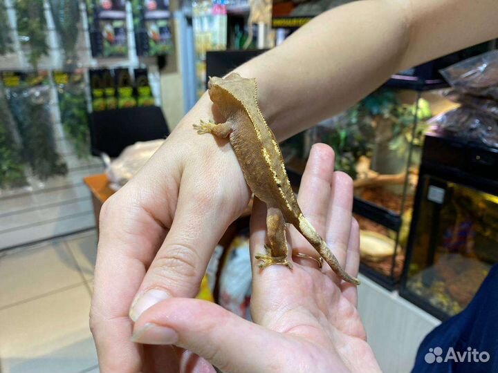 Реснитчатый бананоед (Rhacodactylus ciliatus)