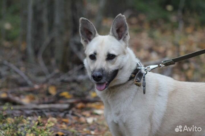 Собаки бесплатно