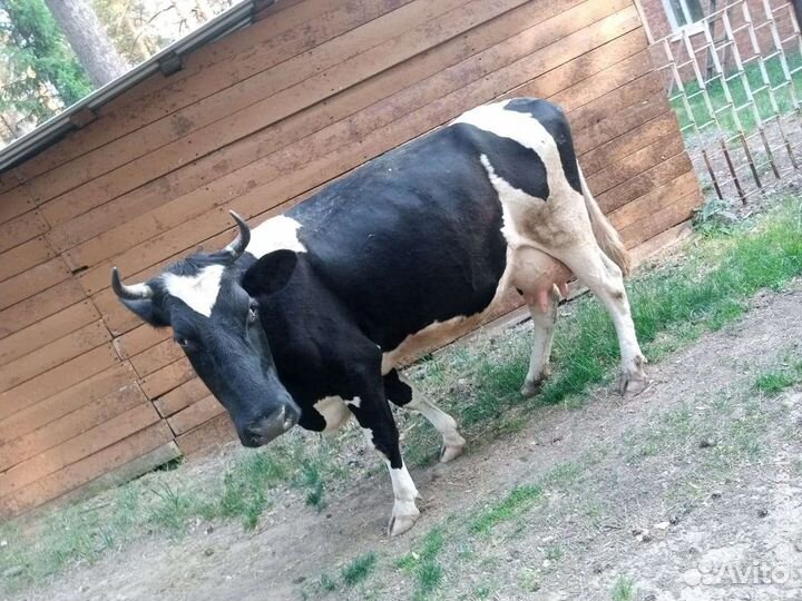 Корова дойная