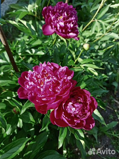Пионы саженцы