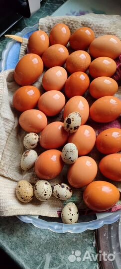 Яички на еду куриные, перепелиные