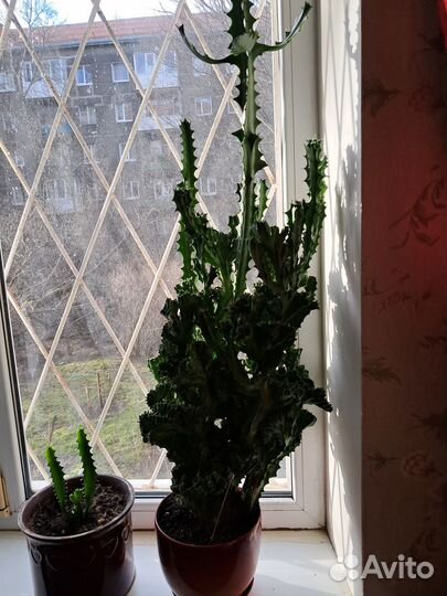 Большой комнатный цветок