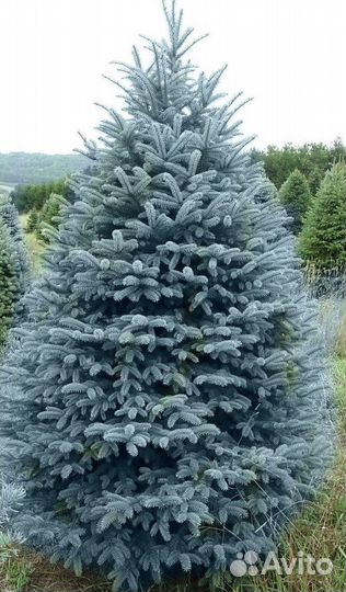Семена голубой ели