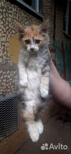 Котёнок девочка