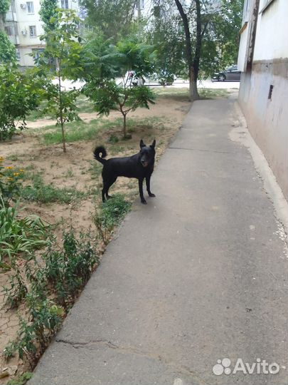 Отдам в добрые руки собаку