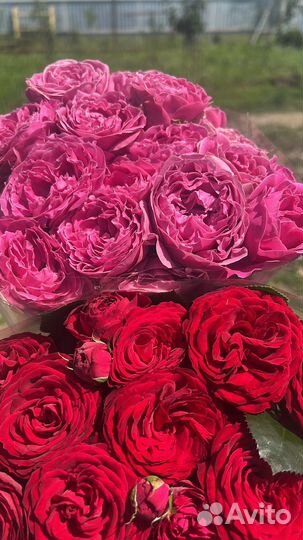 Кустовые розы пионовидные Ставрополь