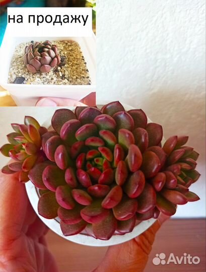 Суккуленты