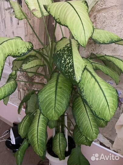 Диффенбахия