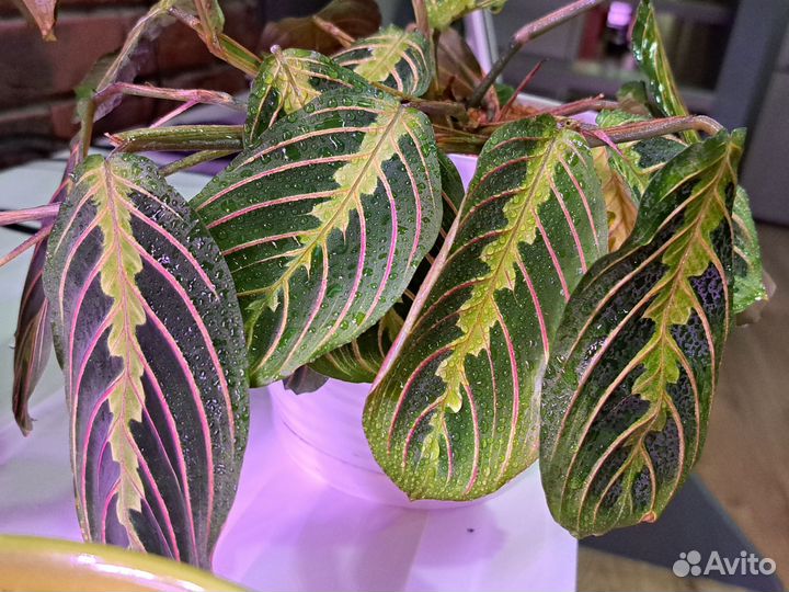 Маранта триколор