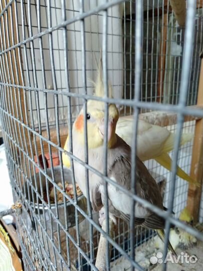 Попугай корелла девочка