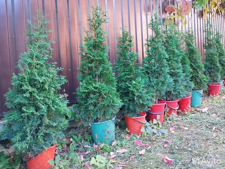 Туи смарагд