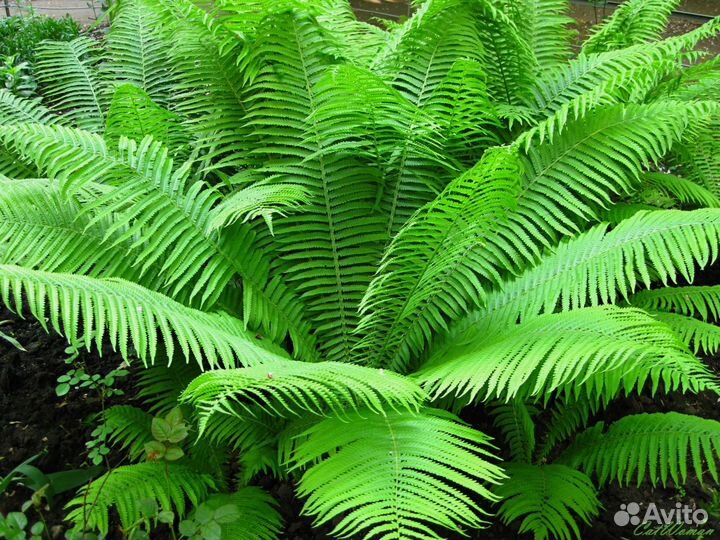 Папоротник страусник