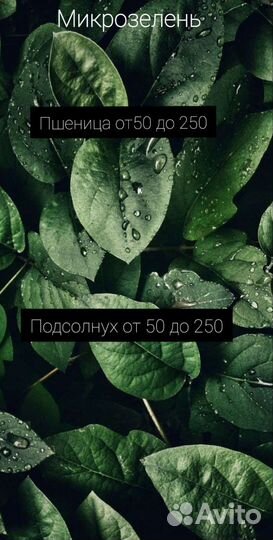 Микрозелень подсолнечника