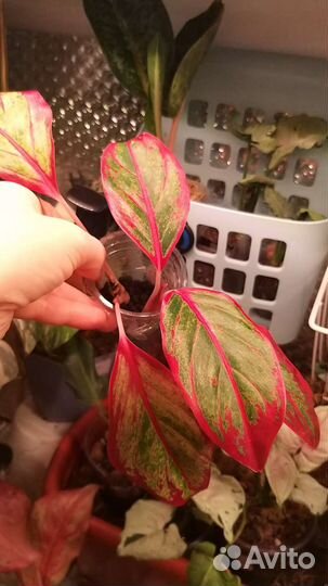 Комнатные домашние растения